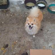 واگذاری سگ پامر پا کوتاه