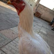 خروس لاری باهم با تخفیف