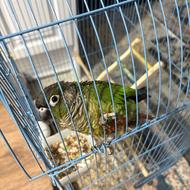 طوطی گیرین چیک