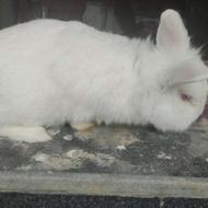 خرگوش‌تخفیف‌هم‌داره