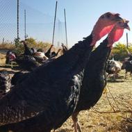 فرش بوقلمون برنز