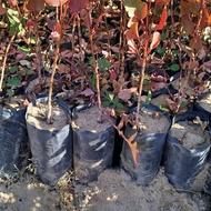 نهالستان پسته وبنه