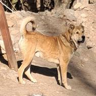 واگذاری سگ سرابی 17 ماهه قد 77