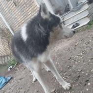 سگ هاسکی یک ساله واگذاری