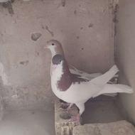 فروشی نرماده یال همچی تمام