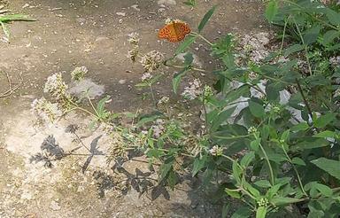 زمین ویلایی