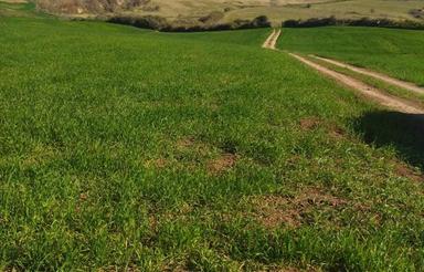 زمین کشاورزی