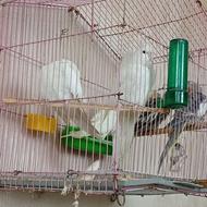 عروس هلندی سفید