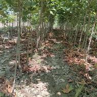 نهال انار ممتاز. دانه سیاه وچنار. و. به ...