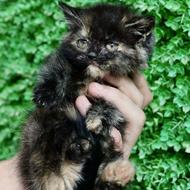 توله گربه سلطتنی بریتیش