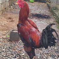 خروس ومرغ لاری