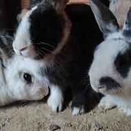 سه عدد خرگوش