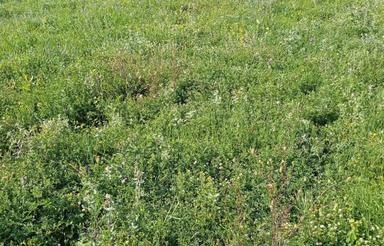 یک ویلا همراه با باغ در بهترین لوکیشن