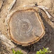 کنده برای ذغال