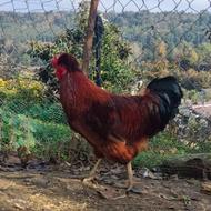 خروس جوان گلپایگان کاکلی سالم سالم