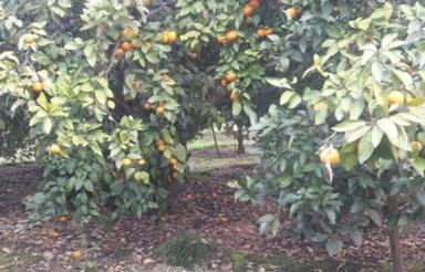 زمین و باغ روستای لیمون ساری