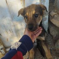 توله سگ پزدر