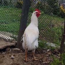 جوجه خروس جوان