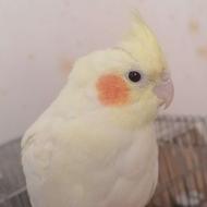 عروس هلندی.