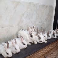 خرگوش خانگی نژاد لوپ