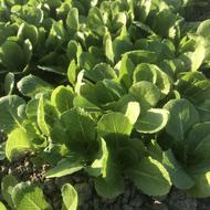 نشا کاهو سفید کرجی