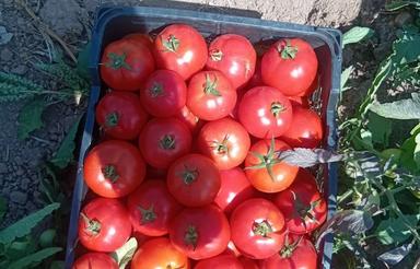 2هکتار زمین کشاورزی