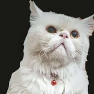 خدمات دامپزشکی سیار