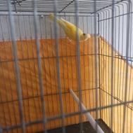 قناری زرد رسمی