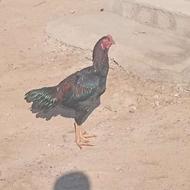 جوجه 8 ماهه کم بود جا بفروش میرسد