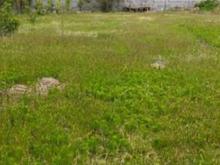 فروش زمین مسکونی 250 متر در سفید تمشک در شیپور