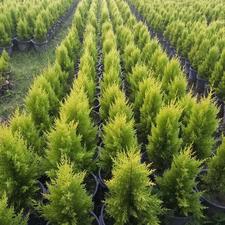 لاوسون سطل 10