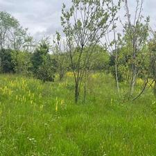 فروش زمین مسکونی 6000 متر در شیرود