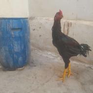 دوعددخروس لاری نژاددار 7ماهه دوتاش فوری