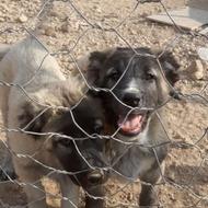 توله سرابی اصیل واگذاری