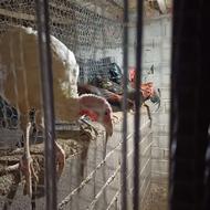 بوقلمون بیوتی