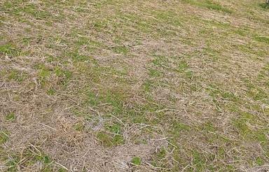 فروش زمین مناسب برای کاشت کیوی