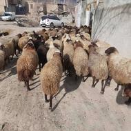گوسفند زنده همراه باقصابی رایگان