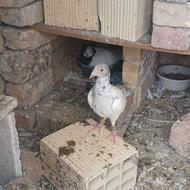 چندجفت رنگی