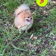 واگذاری پامر نر و‌ماده