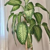 گل دیفن باخیا