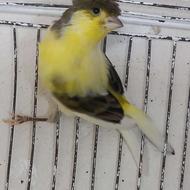 ماده گلستر بالغ