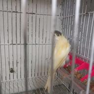 جوجه قناری نر ریزخون