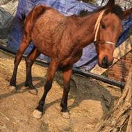 اسب فروشی یورقه