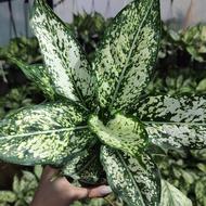 فروش آگلونما برفی بسیار باکیفیت