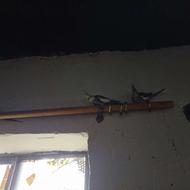 فروش پرنده تزیینی