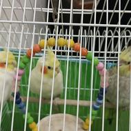 عروس هلندی 3عدد باقفس