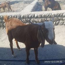 بر نر هر دوتا فوشی