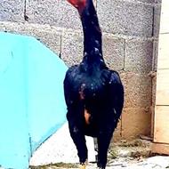 جوجه خروس اوشامو