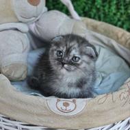 توله عروسکی بریتیش کت