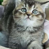 توله اسکاتیش بلک 2 ماهه